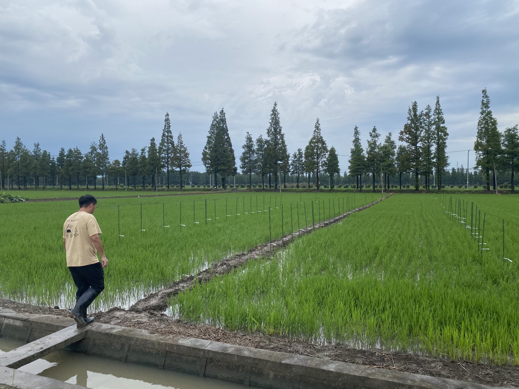 The experimental rice plots.